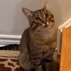 Found Cat in Scarborough