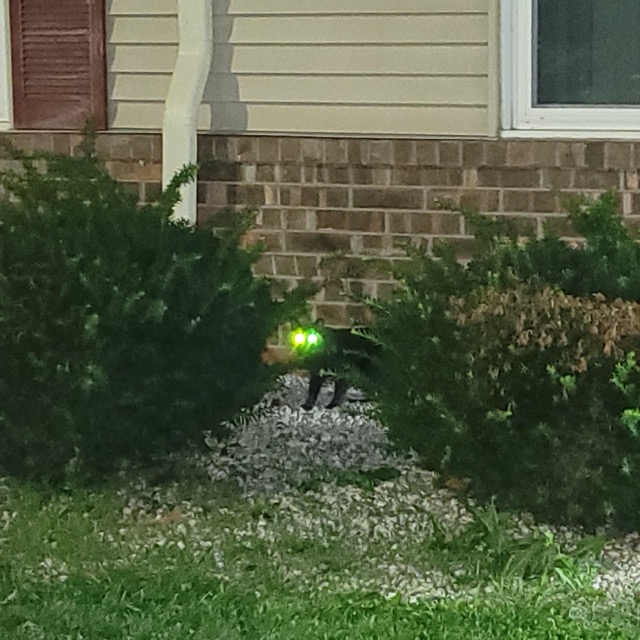 Found Cat in Appleton