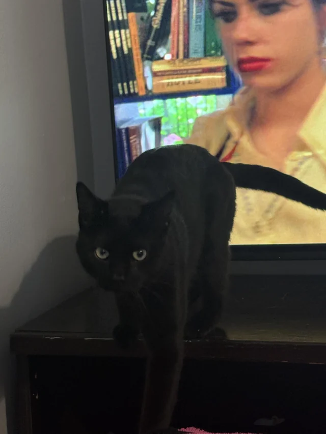 Found cat