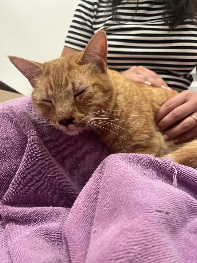 Found cat