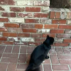 Found cat