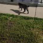 Found Cat in West Highlands