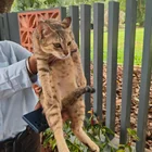 Found cat