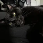 Found Cat in Queens