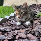 Found Cat in Gainesville