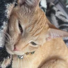 Found Cat in Portland