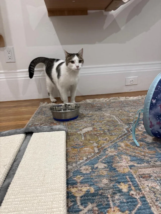 Found cat