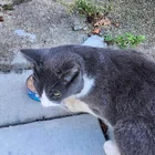 Found Cat in Baltimore