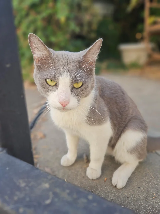 Found cat