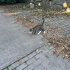 Found Cat in Boston