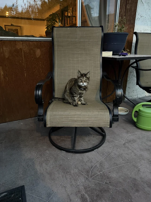 Found cat