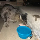 Found cat