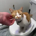 Found cat