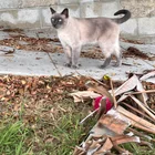 Found Cat in Middletown