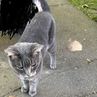 Found cat