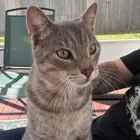 Found Cat in Providence