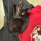 Found Cat in Florida
