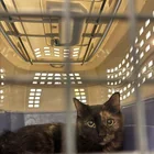 Found Cat in Astoria