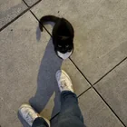 Found Cat in Central And Morton