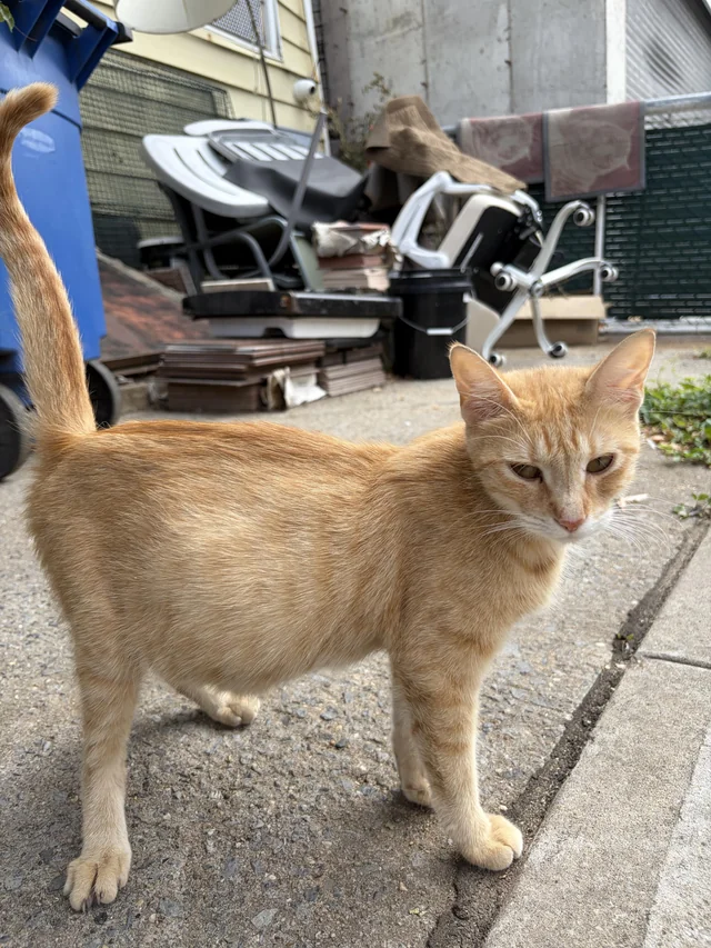 Found Cat in Astoria