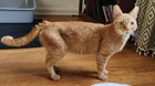 Found Cat in Louisville