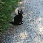 Found cat