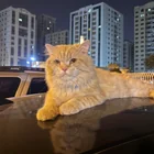 Found cat