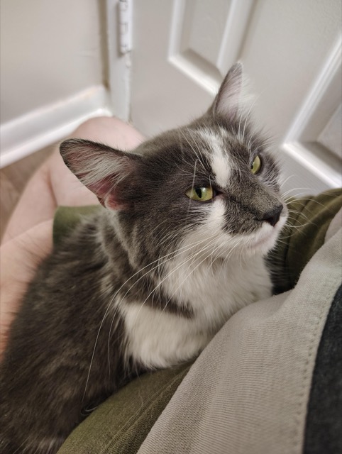 Found Cat in Reston