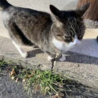 Found cat
