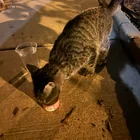 Found cat