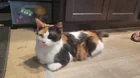 Found Cat in Norfolk