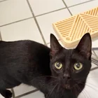Found Cat in Buffalo