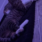 Found Cat in Salt Lake City