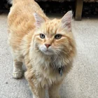 Found cat
