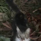 Found cat