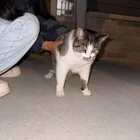 Found cat