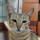 Lost Cat in Bangalore