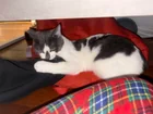 Found cat