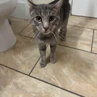 Found cat