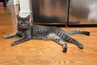 Found cat