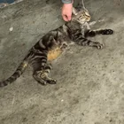 Found cat