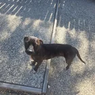 Found dog