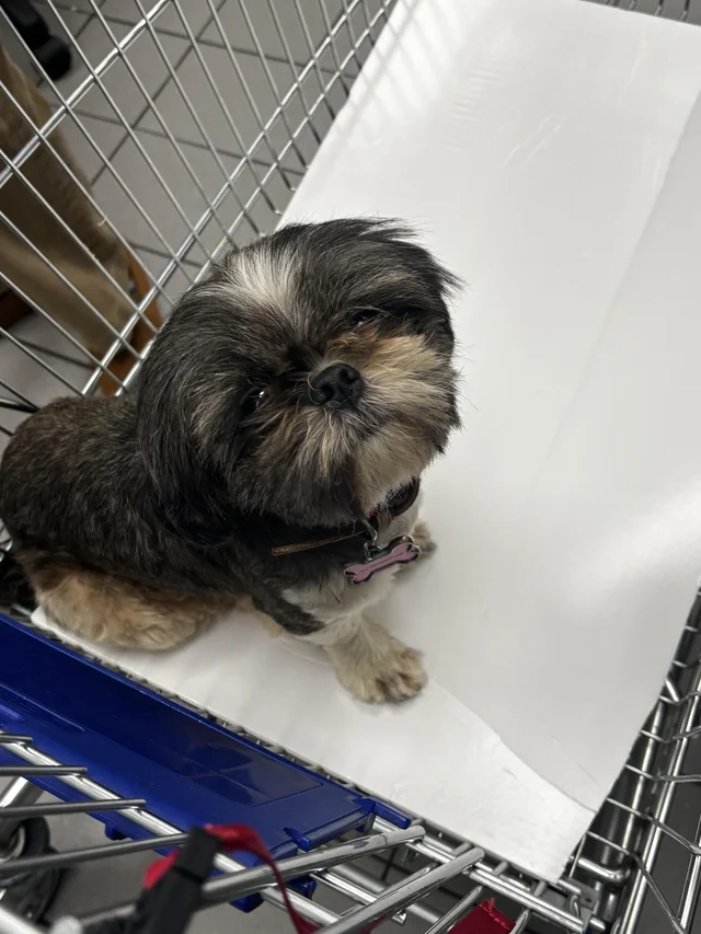 Found dog