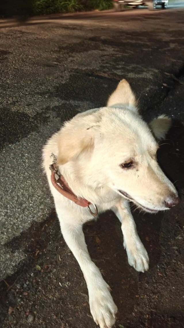 Found dog