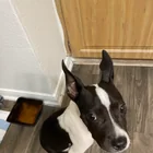 Found dog