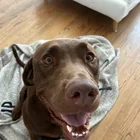 Found dog