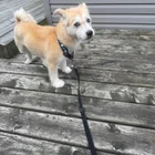 Found dog