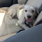 Found dog
