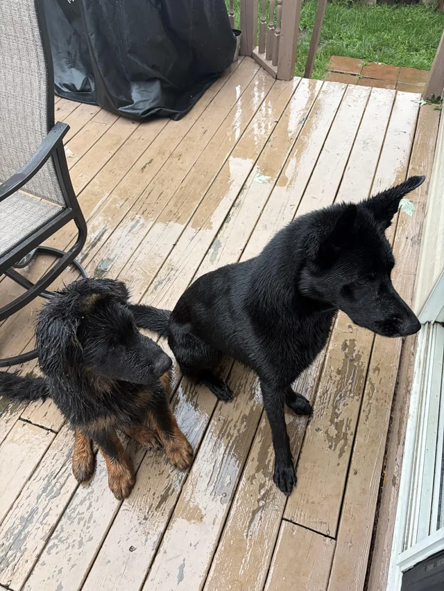 Found dog