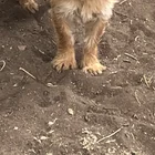 Found dog